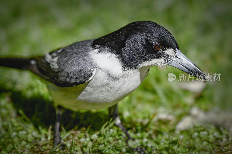 灰伯劳鸟(Cracticus torquatus)